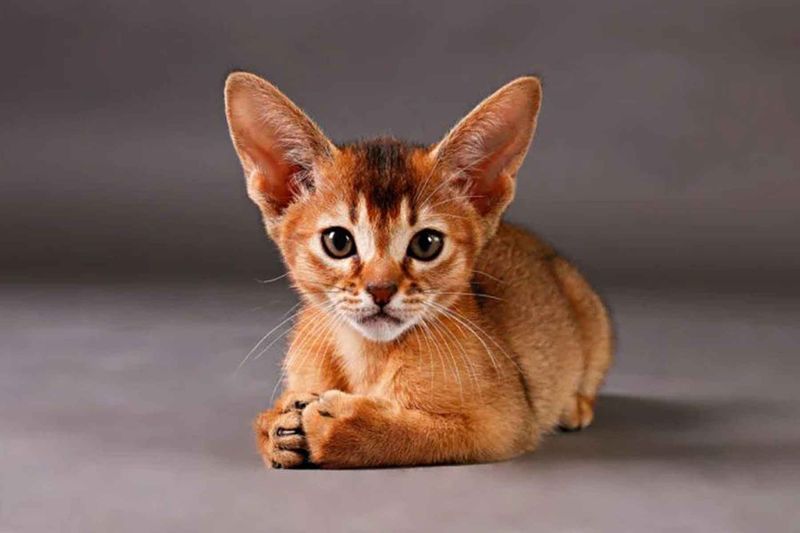 Abyssinian