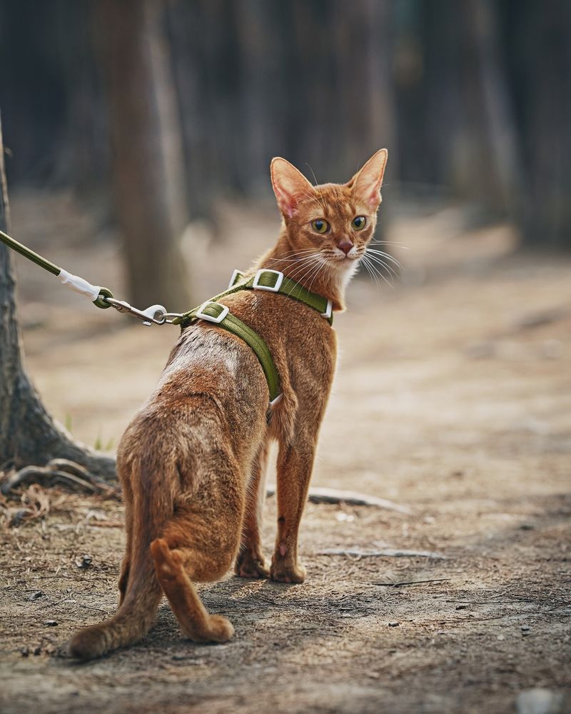 Abyssinian