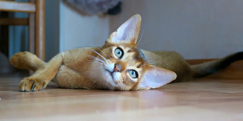 Abyssinian