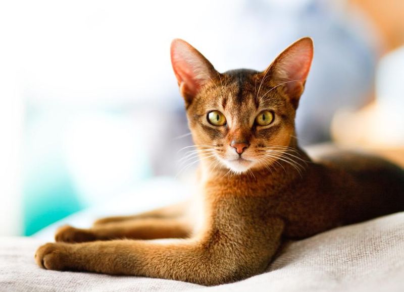 Abyssinian Cats
