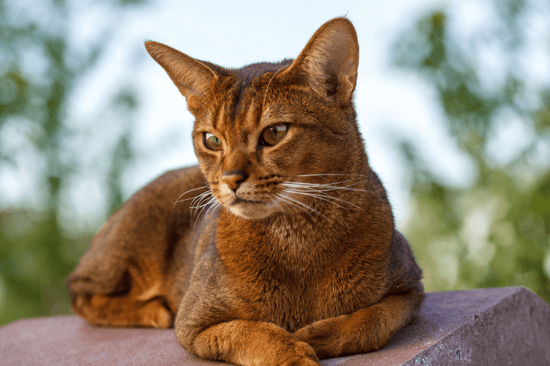 Abyssinian