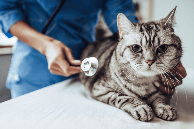 Adult Cats (1-7 Years)