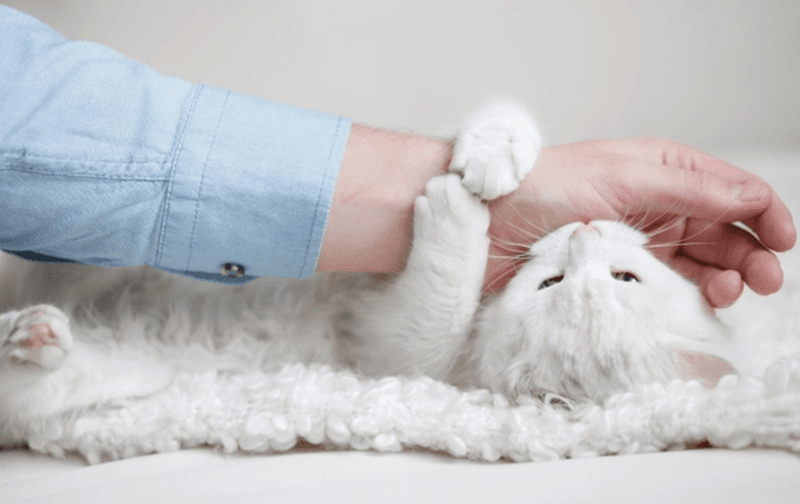 Affectionate Behavior