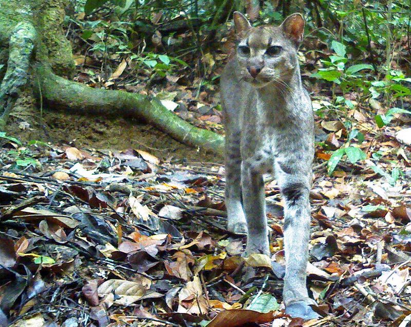 African Golden Cat