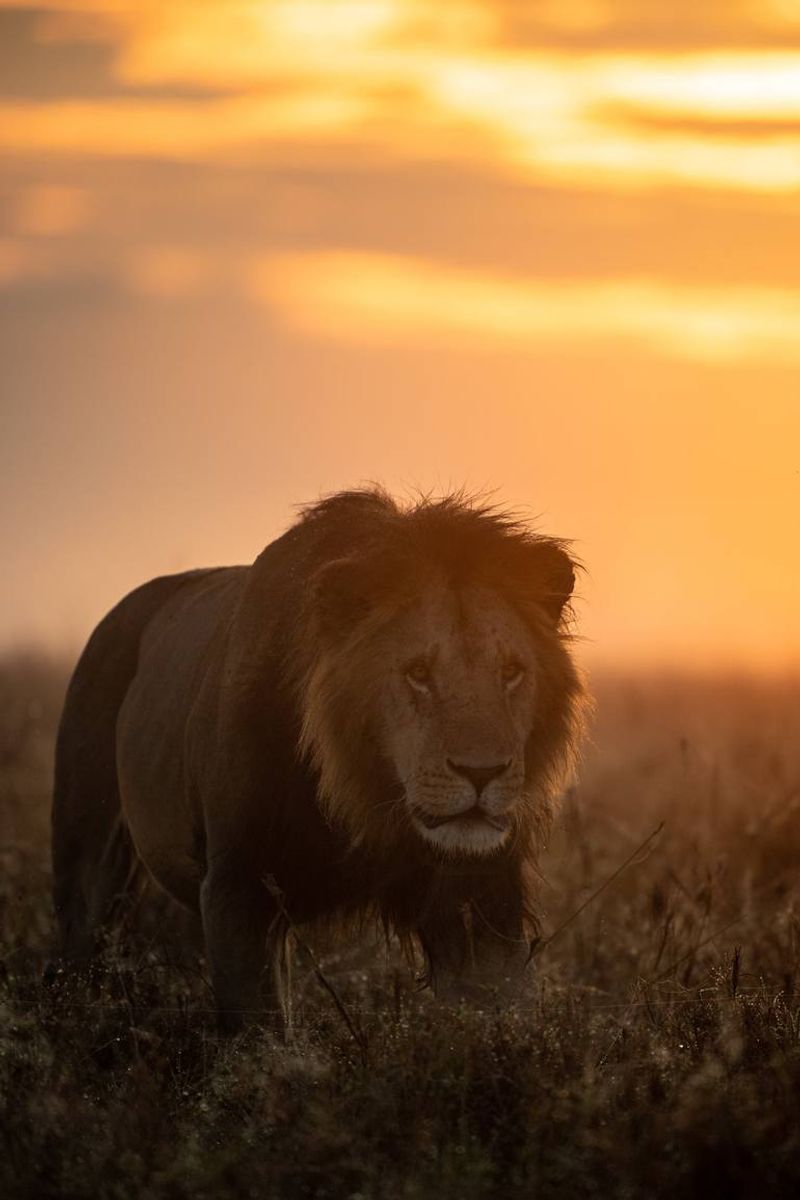 African Lion