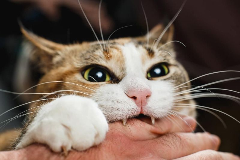 Aggression Toward Strangers
