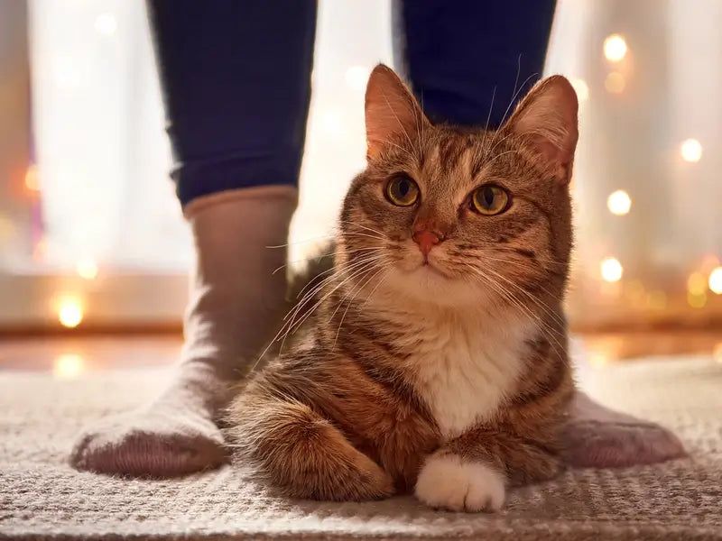 Aggressive Pouncing on Feet and Ankles