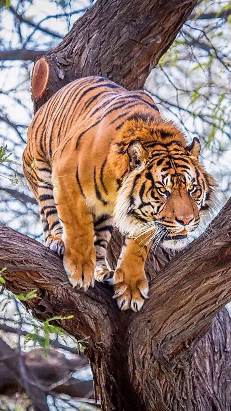 Agile Climbers