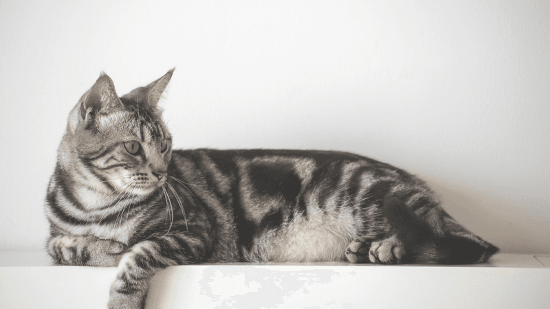 Agouti Tabby