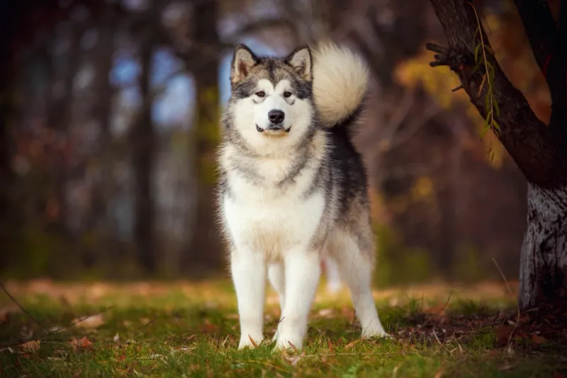 Alaskan Malamute and Devon Rex