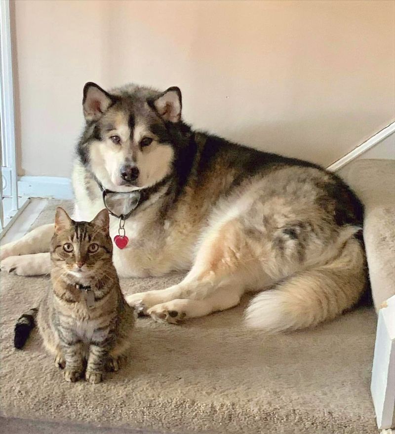 Alaskan Malamute