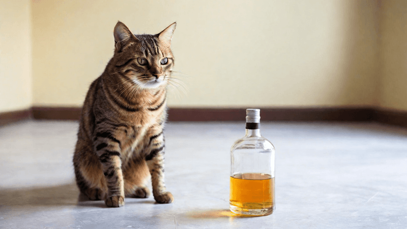 Alcohol
