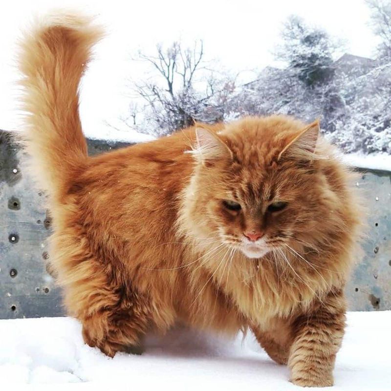 All-Weather Coat