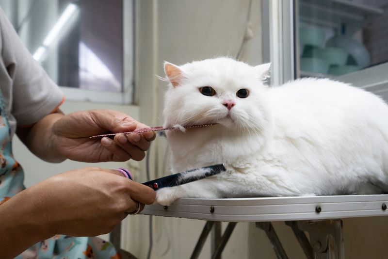 Allergy-Friendly Option: Lower Allergen Levels in Persians