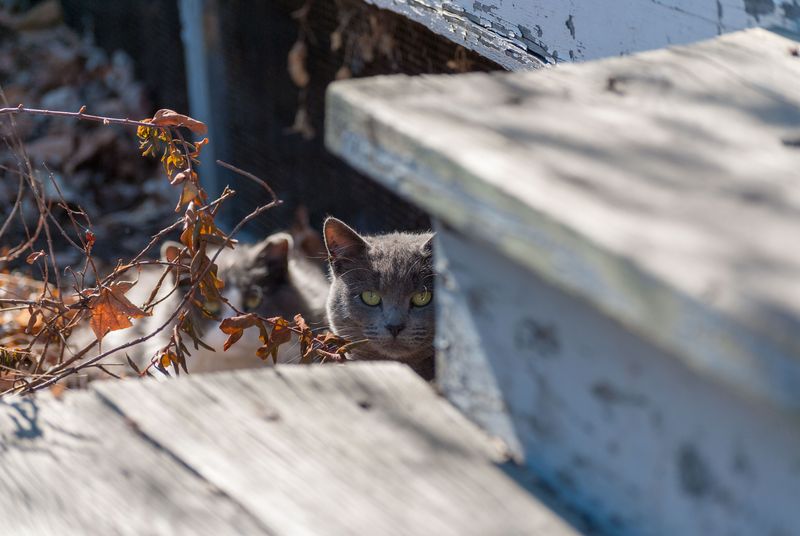 Alley Cat Allies’ Feral Cat Sanctuary – Bethesda, MD