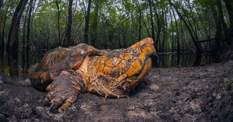 Alligator Snapping Turtle