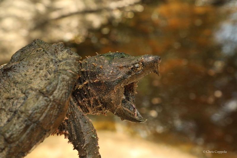 Alligator Snapping Turtles