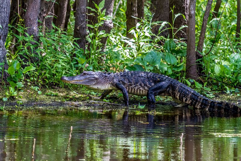 Alligators