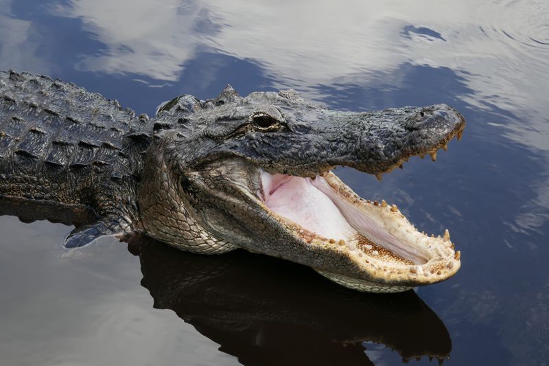 Alligators