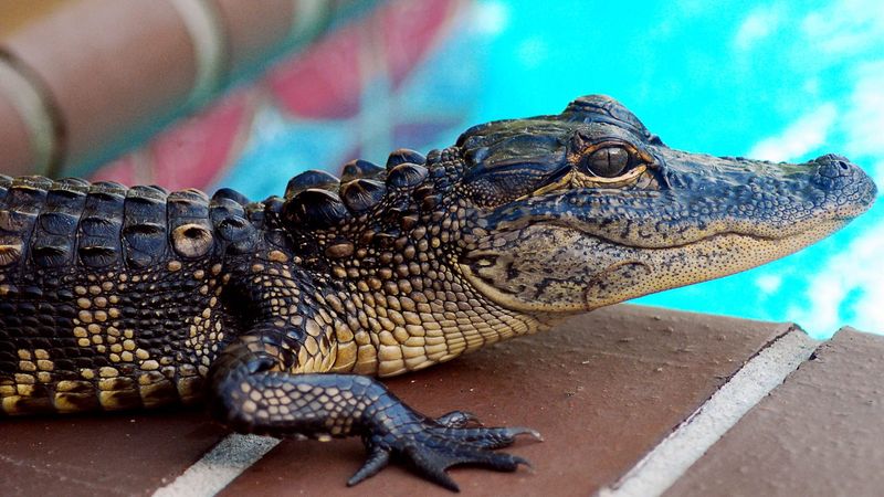 Alligators and Crocodiles