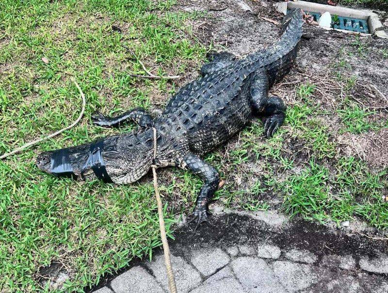 Alligators