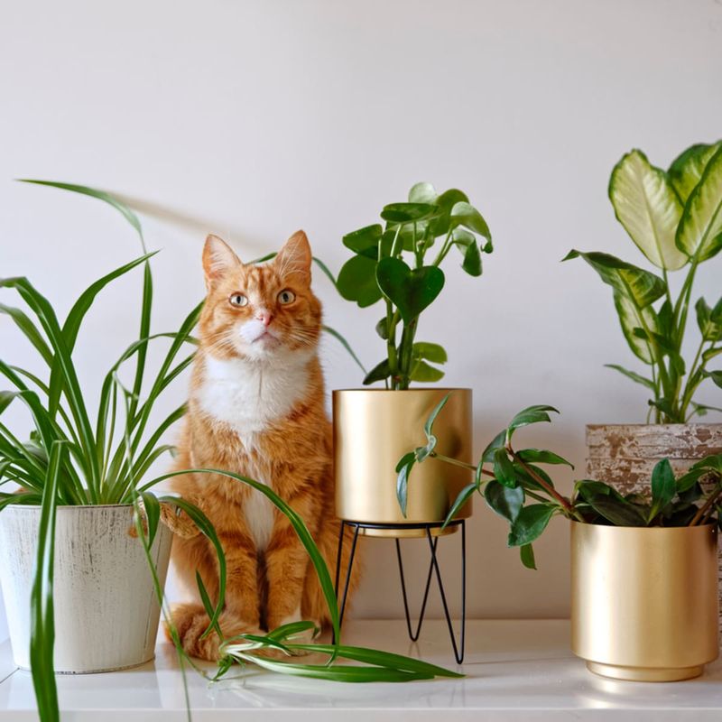 Allowing Free Access to Unsafe Plants
