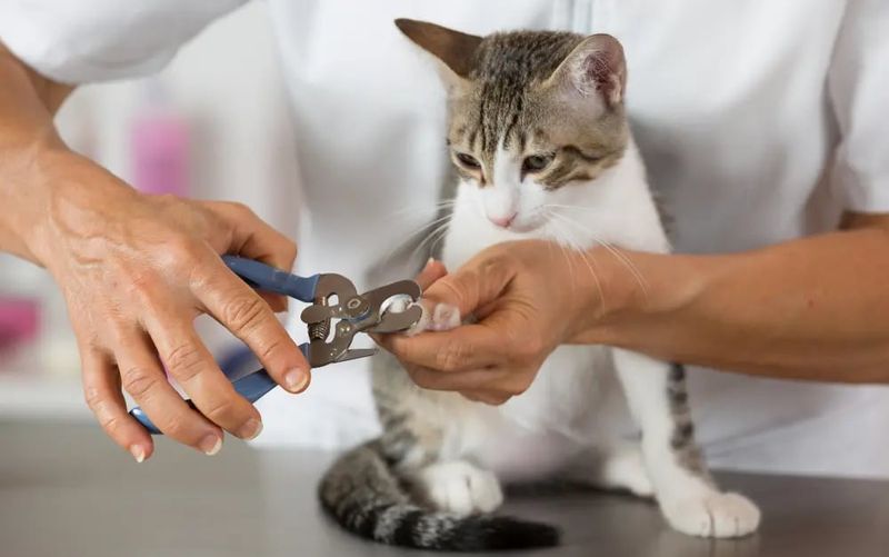 Allowing Handling For Grooming