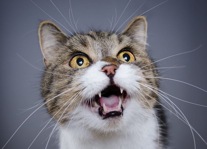 Altered Vocalization