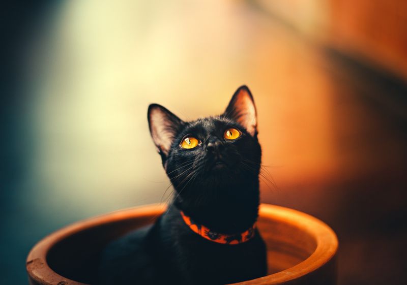 America's Spooky Halloween Cat