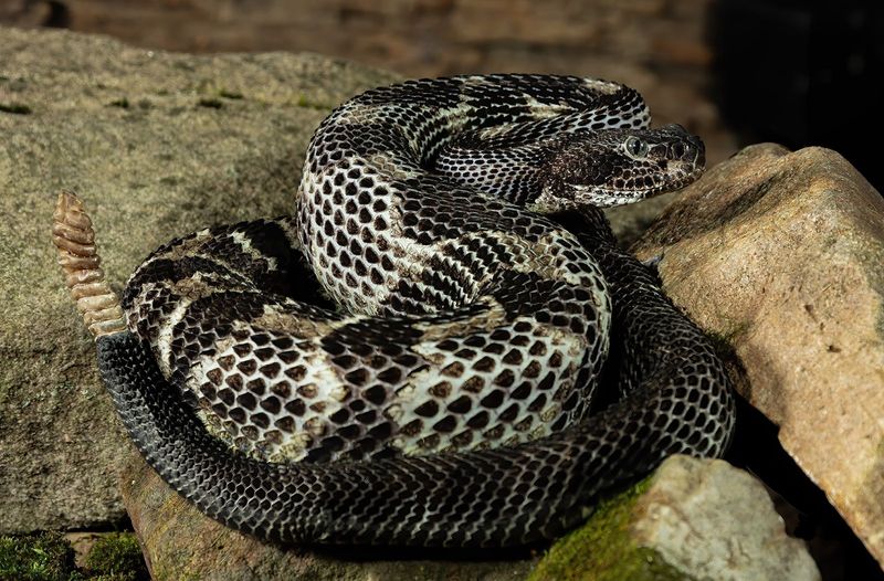 Timber Rattlesnakes