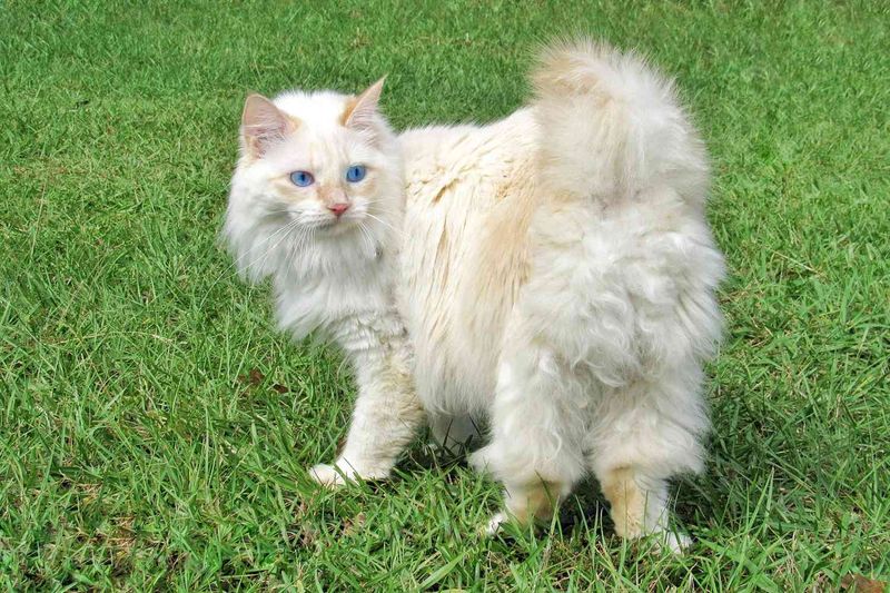 American Bobtail