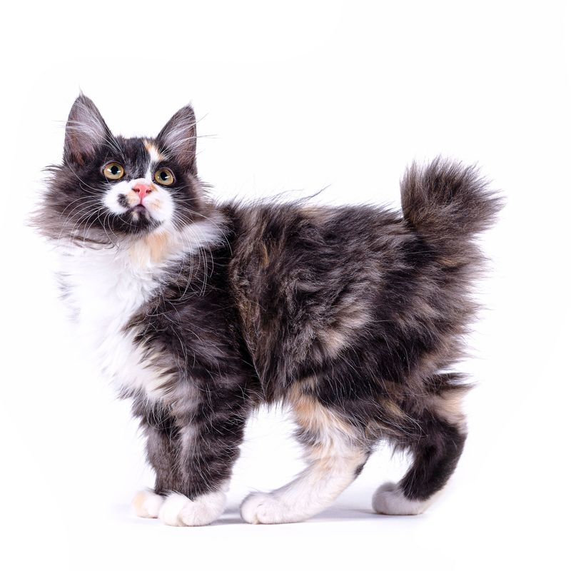 American Bobtail Longhair