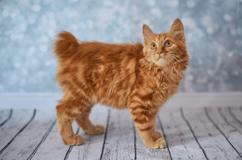 American Bobtail Longhair