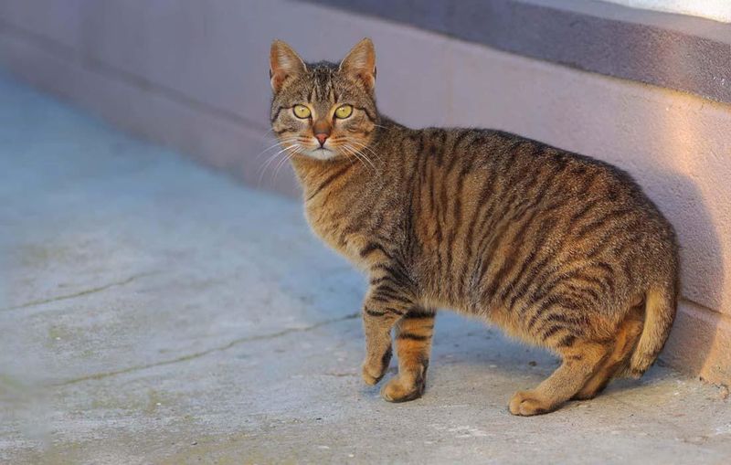 American Bobtail