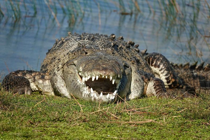 American Crocodiles