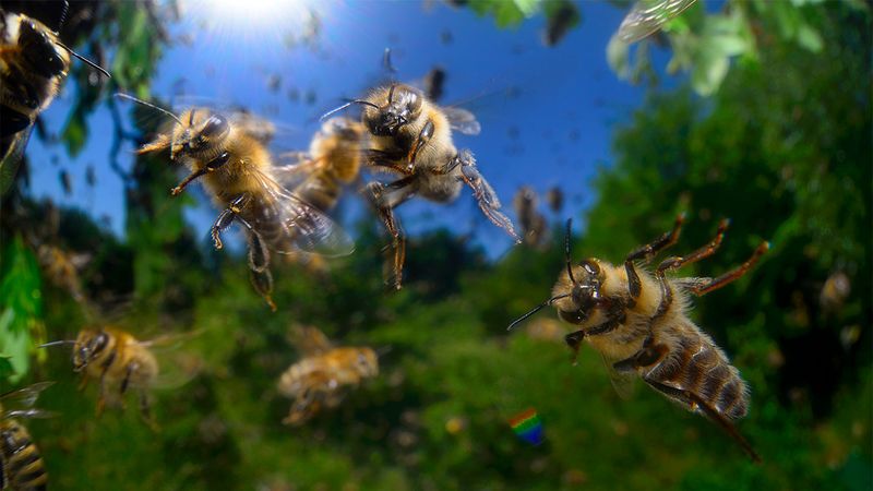 Killer Bees