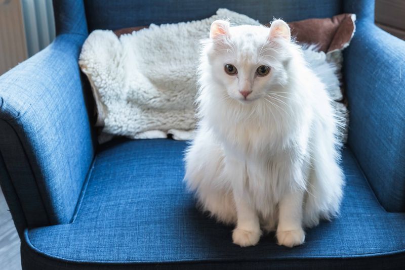 American Curl