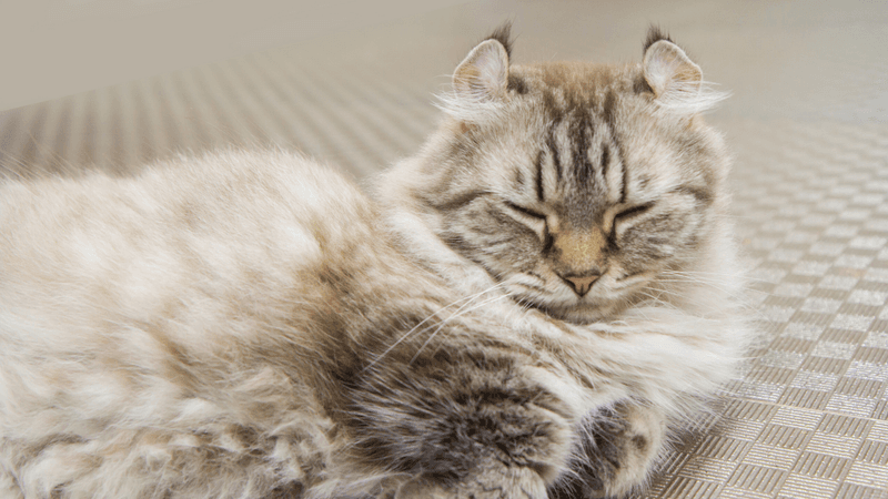 American Curl