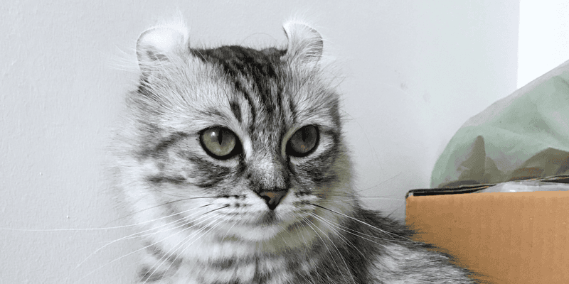 American Curl