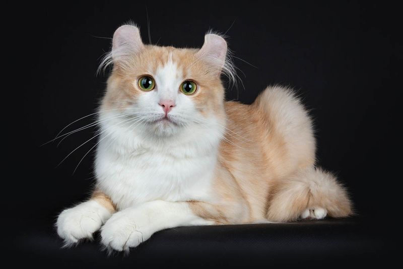 American Curl