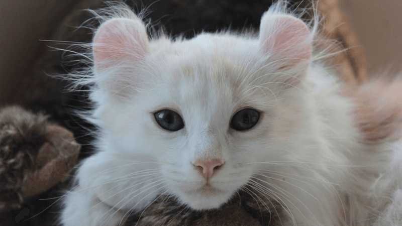 American Curl
