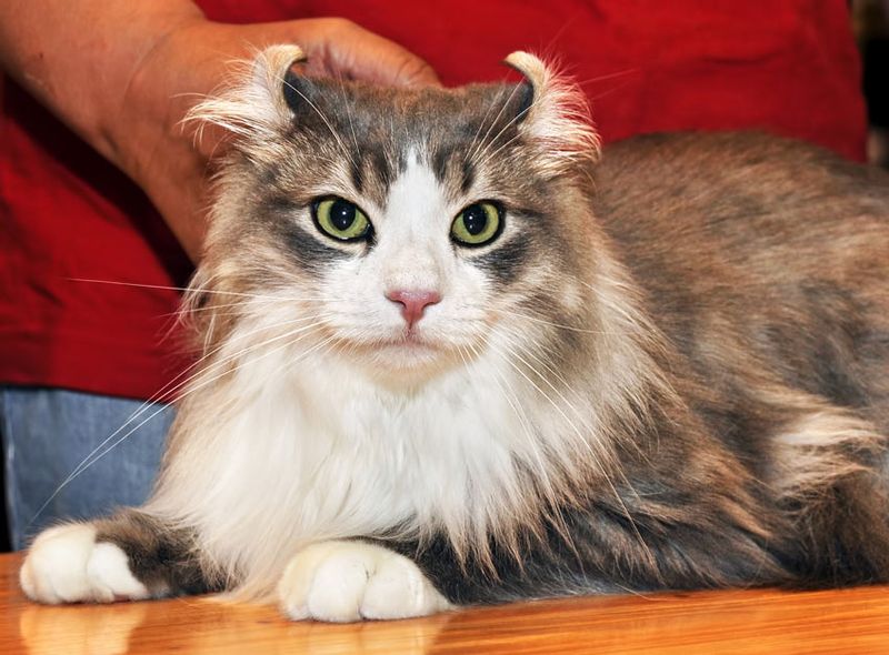 American Curl
