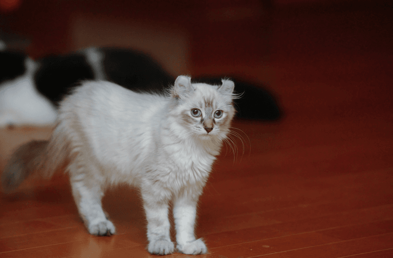 American Curl