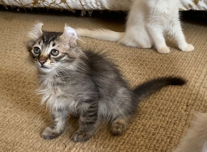 American Curl