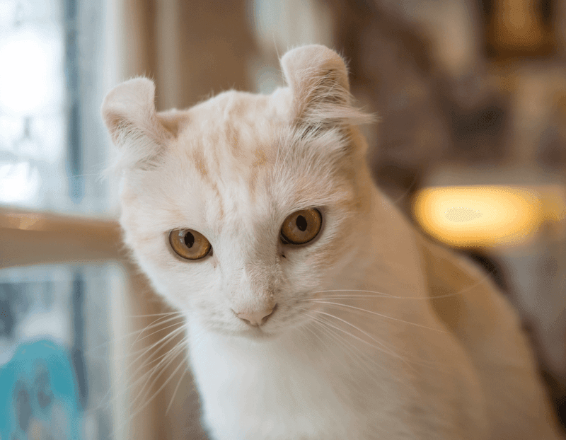 American Curl