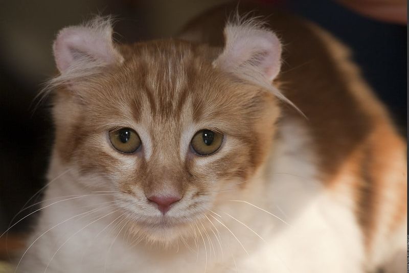 American Curl