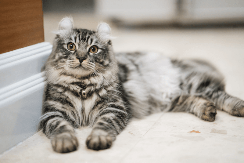 American Curl