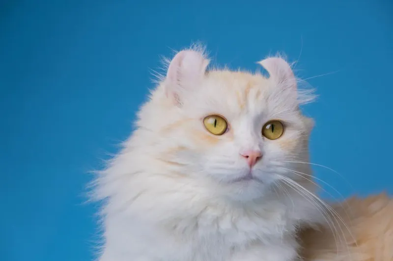 American Curl