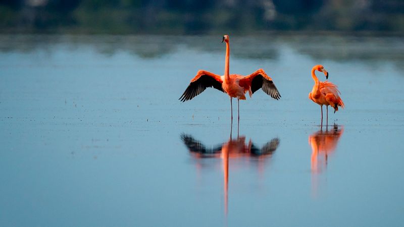 American Flamingos