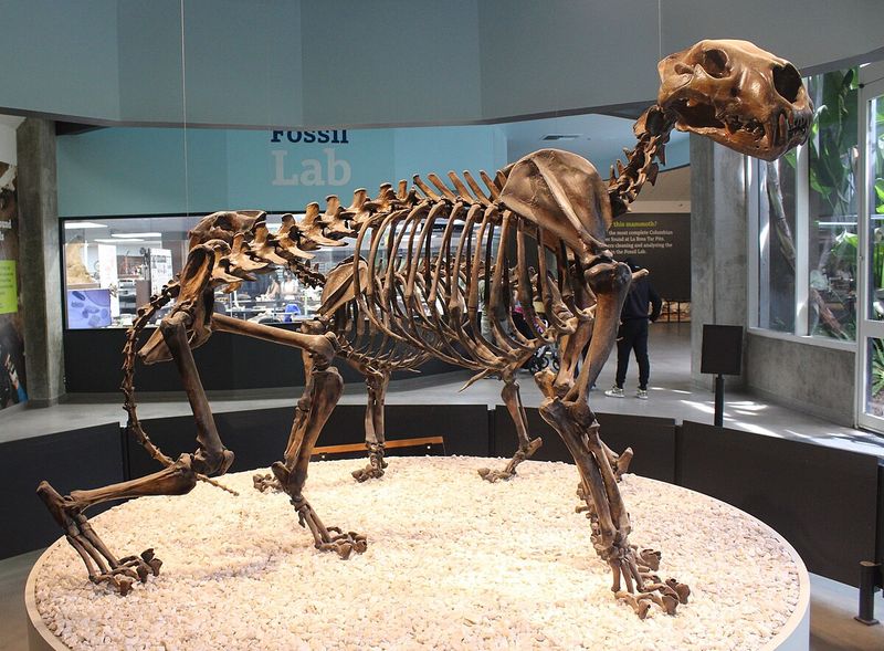 American Lion (Panthera atrox)